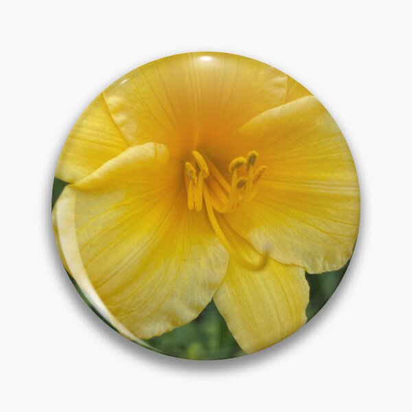 Item preview, Yellow Day Lily Photograph designed and sold by Shannon Greve.