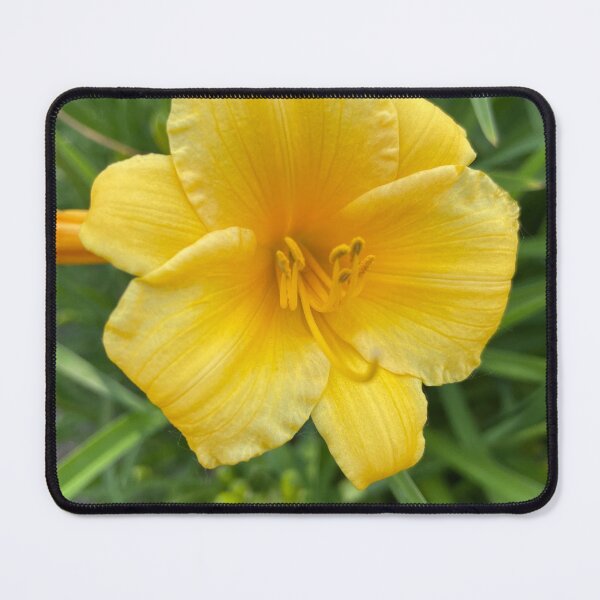 Item preview, Yellow Day Lily Photograph designed and sold by Shannon Greve.