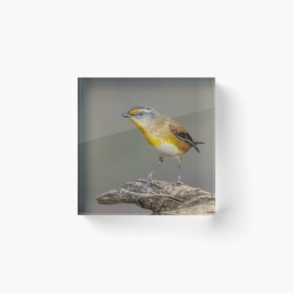 Item preview, Striated Pardalote designed and sold by Nick Vertsonis.