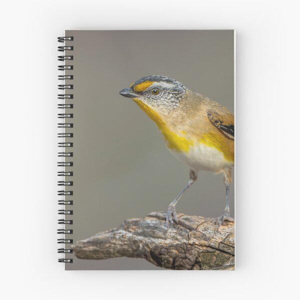 Item preview, Striated Pardalote designed and sold by Nick Vertsonis.