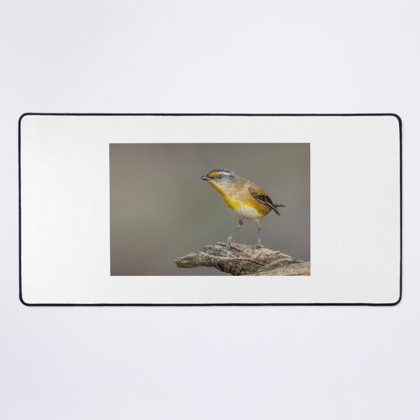 Item preview, Striated Pardalote designed and sold by Nick Vertsonis.