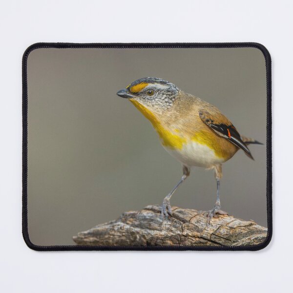 Item preview, Striated Pardalote designed and sold by Nick Vertsonis.