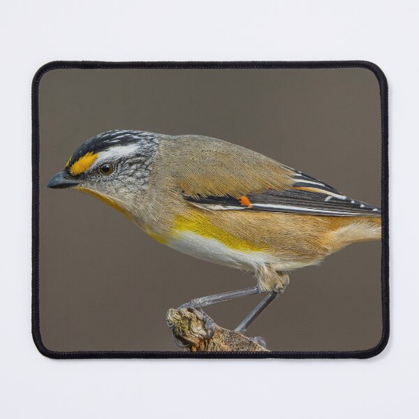 Item preview, Striated Pardalote designed and sold by Nick Vertsonis.
