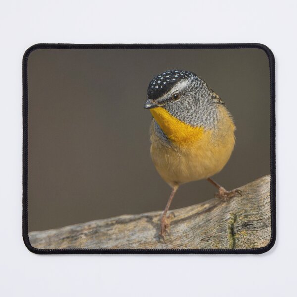 Item preview, Male Spotted Pardalote designed and sold by Nick Vertsonis.
