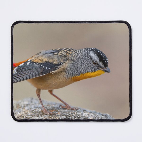 Item preview, Male Spotted Pardalote designed and sold by Nick Vertsonis.