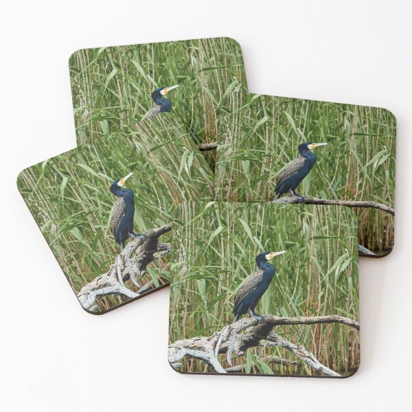 Item preview, Great Cormorant II designed and sold by Eidetic Photos.