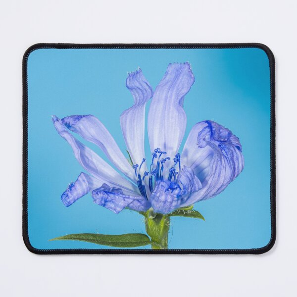 Item preview, Serene Beauty: Purple Flower on a Bright Blue Canvas designed and sold by PygmyTitan Photo.