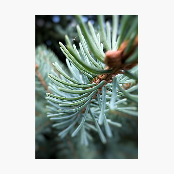 Item preview, Blue Spruce designed and sold by Emily Noyes.
