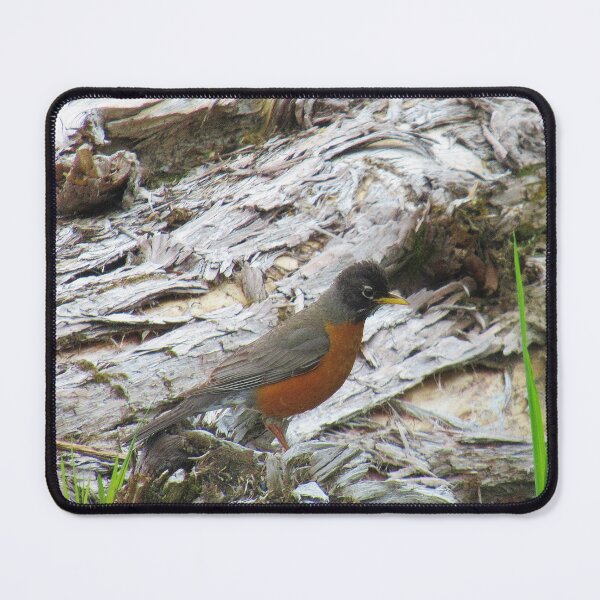 Item preview, Canadian Robin - Turdus migratorius designed and sold by lezvee.