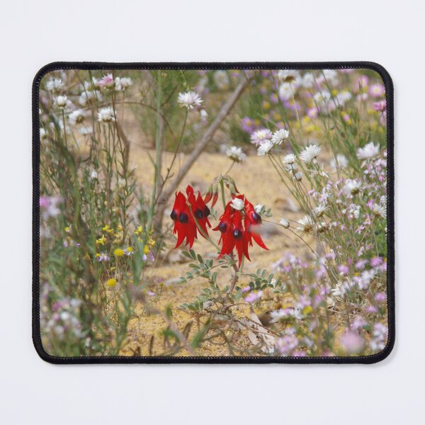 Item preview, Sturts Desert Pea With Everlastings designed and sold by lezvee.