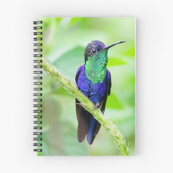 Item preview, Violet-crowned woodnymph hummingbird Costa Rica designed and sold by Clarkwurks Photography.