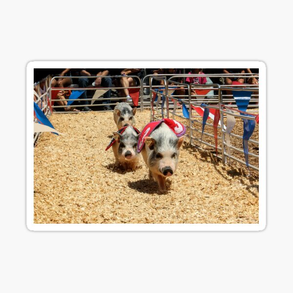 Item preview, Piggie Race! designed and sold by heatherfriedman.