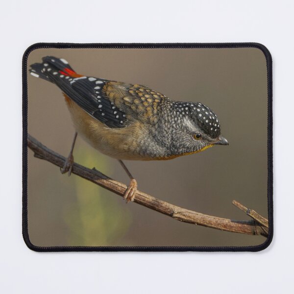 Item preview, Male Spotted Pardalote designed and sold by Nick Vertsonis.