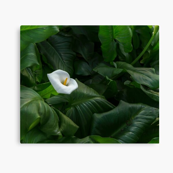 Item preview, Arum Lily designed and sold by Barbara Burkhardt.