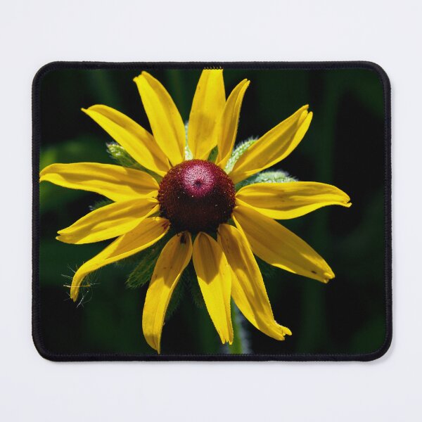 Item preview, Black-eyed Susan photo designed and sold by Cblifeisgood.