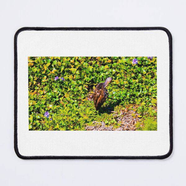 Item preview, Limpkin preening in the Lilypad's and purple flowers Paynes Prairie Artistic Photograph designed and sold by Shannon Sears .