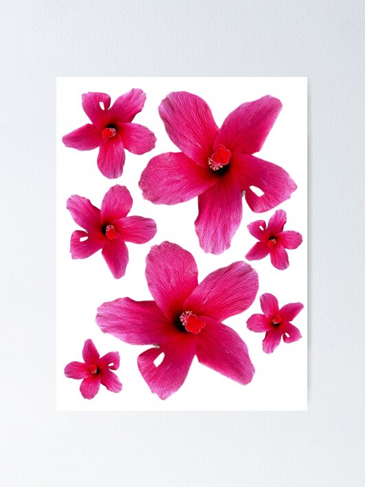 Thumbnail 1 von 3, Poster, Hibiscus designt und verkauft von cactguy.