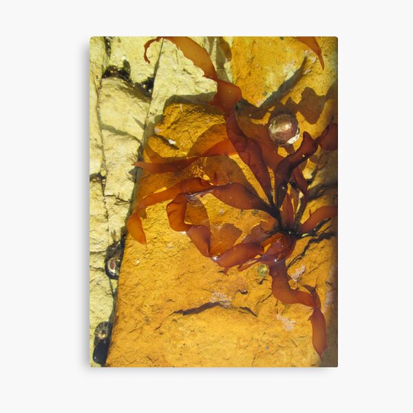 Item preview, Seaweed  designed and sold by Simple pleasure.