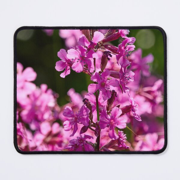 Item preview, Hot pink. Sticky Catchfly designed and sold by Jouko Lehto Photography.