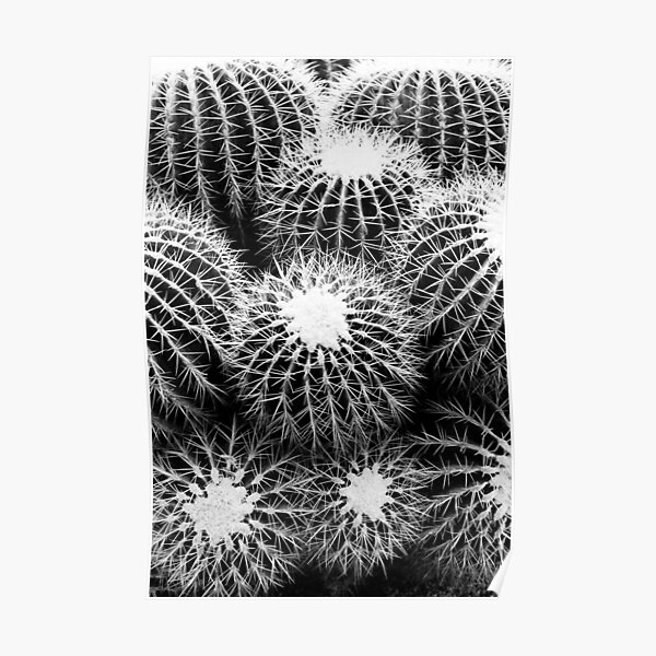 Cactus Poster