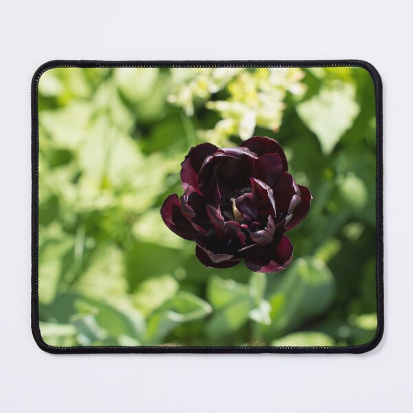 Item preview, Sunlit Queen of the Night Black Tulip designed and sold by Georgia Mizuleva.