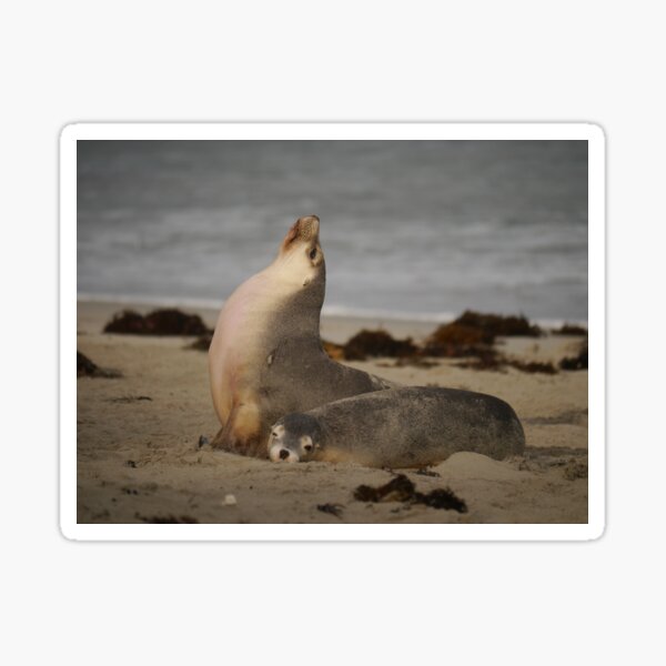 Item preview, Sealions designed and sold by CapturedByKate.