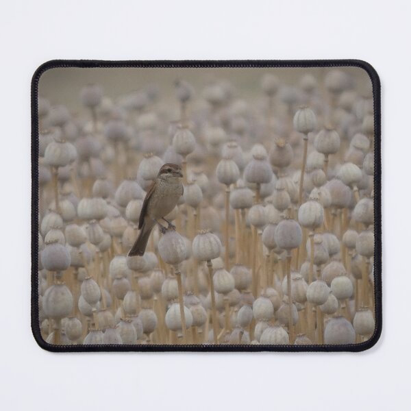 Item preview, Shrike in Poppy Pod Field - Rustic Nature Photography Print designed and sold by tothkataphoto.