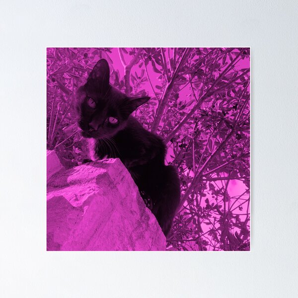 Item preview, Black cat watching from wall, pink edit designed and sold by Dryft7.