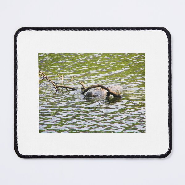 Item preview, The Stealth of an Alligators Glare Paynes Prairie Artistic Photograph designed and sold by Shannon Sears .
