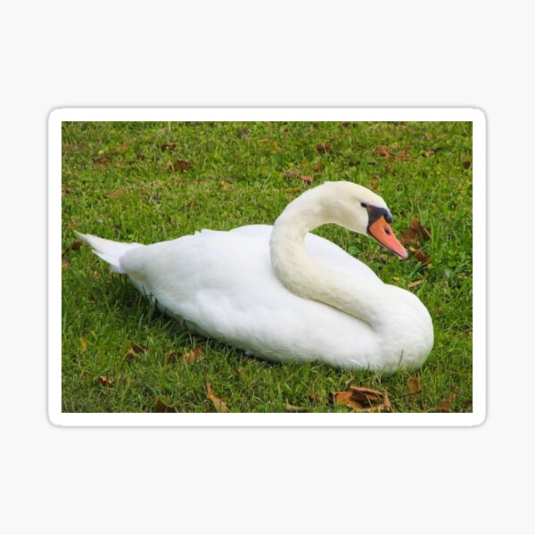 Item preview, A Swans Royal Beauty Spring Park, Green Cove Springs Artistic Photograph designed and sold by Shannon Sears .