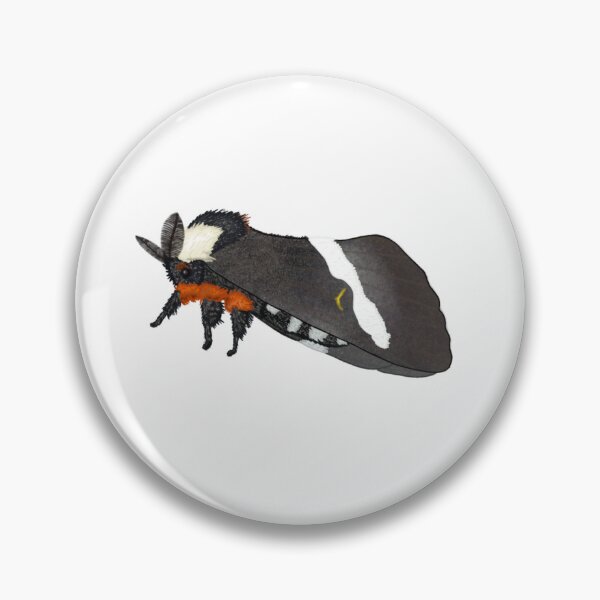 Item preview, Buck Moth (Hemileuca Maia) Cute Moth Sticker designed and sold by EnchantedMoths.