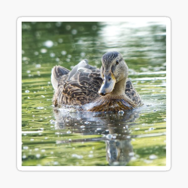 Item preview, Cute Swimming Mallard Duck designed and sold by JulieSouster.