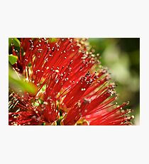 Bottle Brush Photographic Print