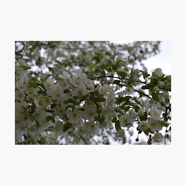 Item preview, Apple Blossom in the Spring designed and sold by des010584.