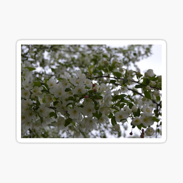 Item preview, Apple Blossom in the Spring designed and sold by des010584.