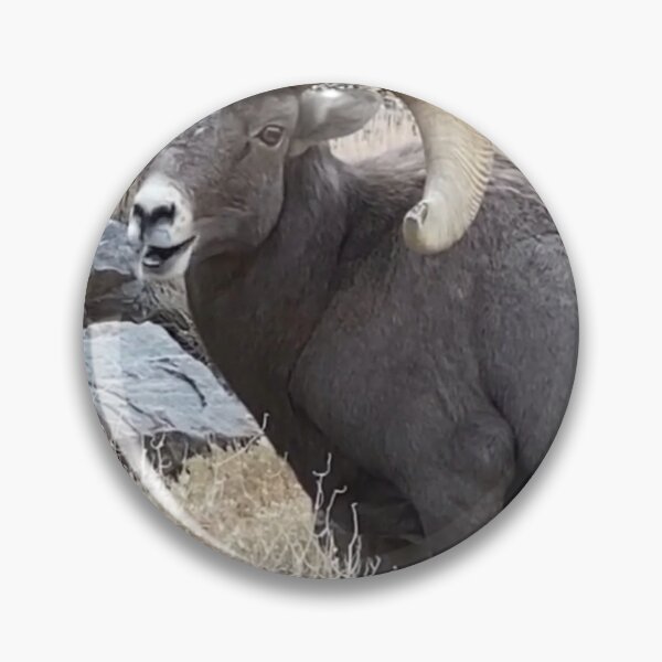 Item preview, Long horned sheep designed and sold by NaturePet.