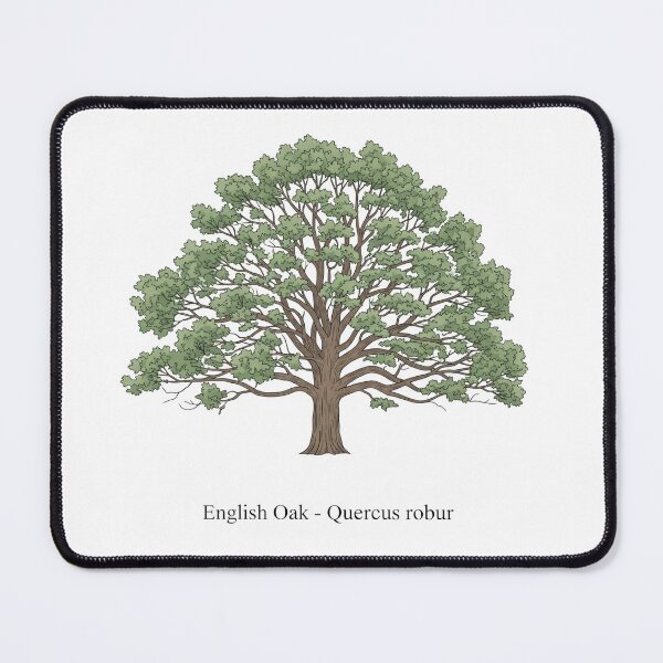 Item preview, English Oak – Quercus robur designed and sold by BloomKind.