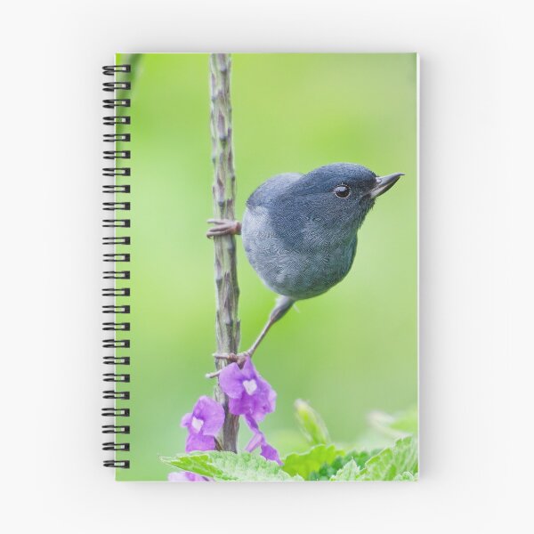 Item preview, Slaty Flowerpiercer in Costa Rica designed and sold by Clarkwurks Photography.