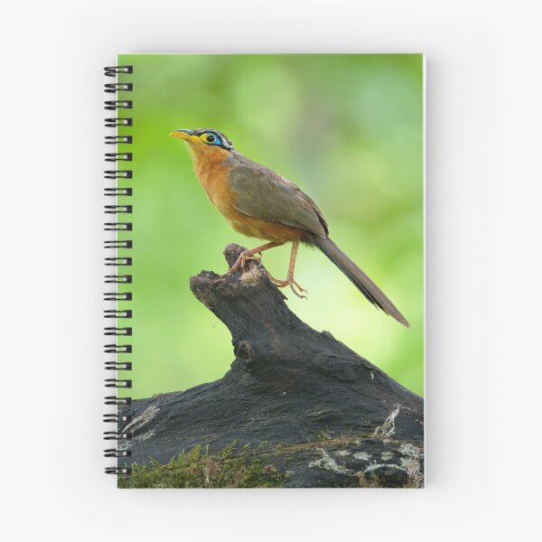 Item preview, Lesser Ground-Cuckoo in Costa Rica designed and sold by Clarkwurks Photography.