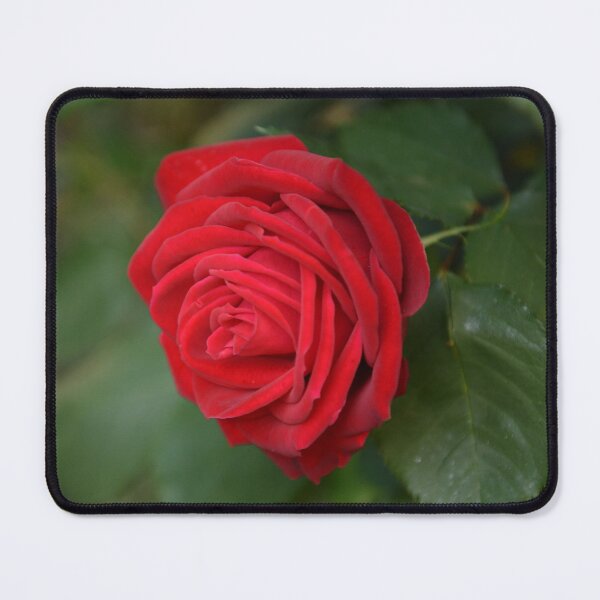 Item preview, Red Rose designed and sold by Yard Cards.