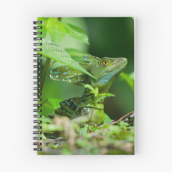 Item preview, Plumed Basilisk Lizard Costa Rica designed and sold by Clarkwurks Photography.