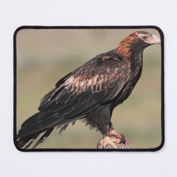 Item preview, Wedge-tailed Eagle of Australia designed and sold by Seesee.