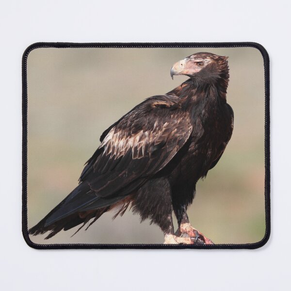 Item preview, Wedge-tailed Eagle of South Australia designed and sold by Seesee.