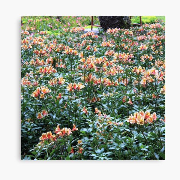 Garden of Flowers Canvas Print
