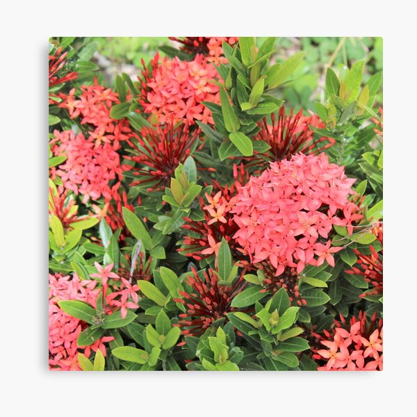 Red Flowers in the Garden Canvas Print