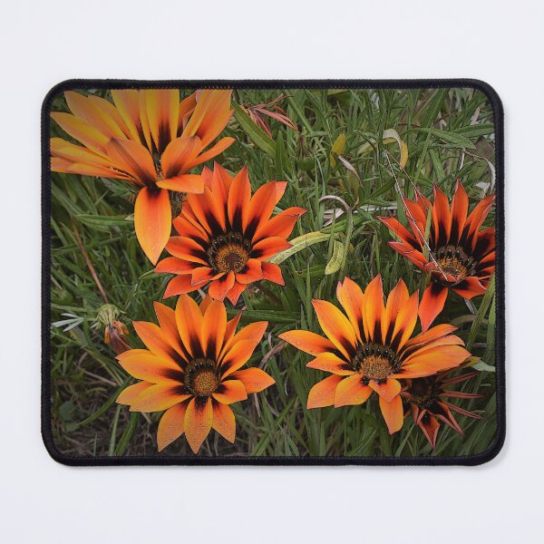 Item preview, Orange and Black Gazanias designed and sold by Yolanda Caporn Art.