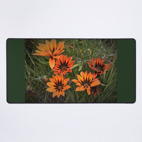 Item preview, Orange and Black Gazanias designed and sold by Yolanda Caporn Art.