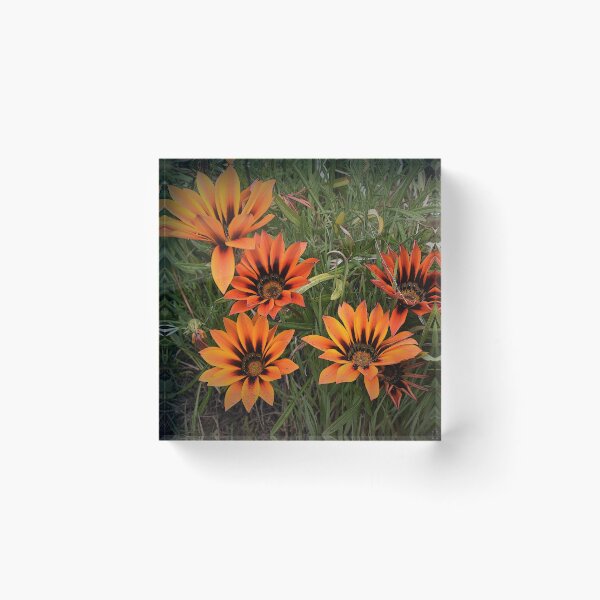 Item preview, Orange and Black Gazanias designed and sold by Yolanda Caporn Art.