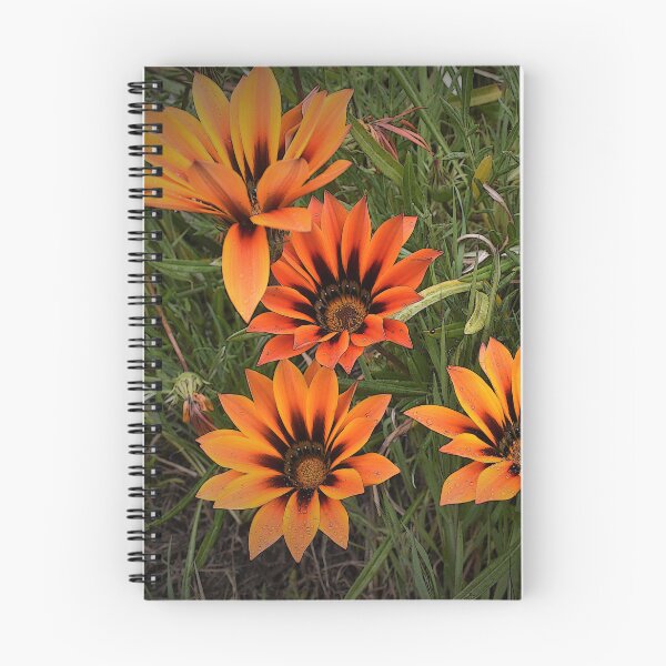 Item preview, Orange and Black Gazanias designed and sold by Yolanda Caporn Art.