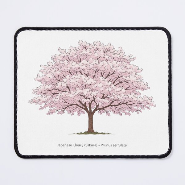 Item preview, Japanese Cherry (Sakura) – Prunus serrulata designed and sold by BloomKind.